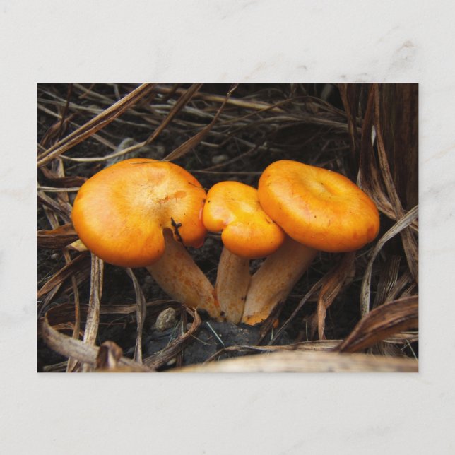 Champignons 299 ~ carte postale (Devant)