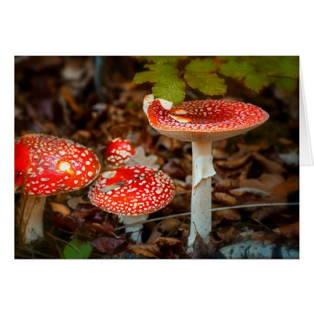 Champignons agariques volants (Devant horizontal)