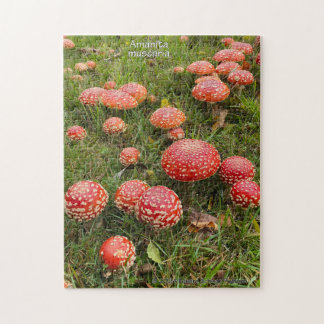 Champignons Amanita - Jigsaw Puzzle