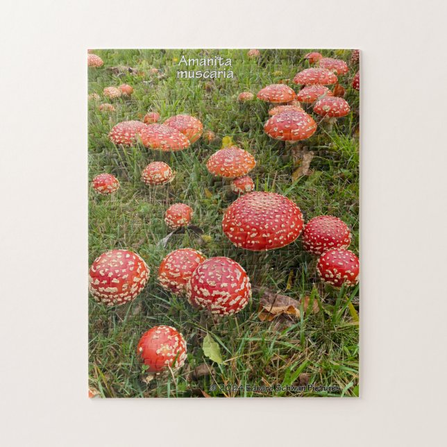 Champignons Amanita - Jigsaw Puzzle (Vertical)
