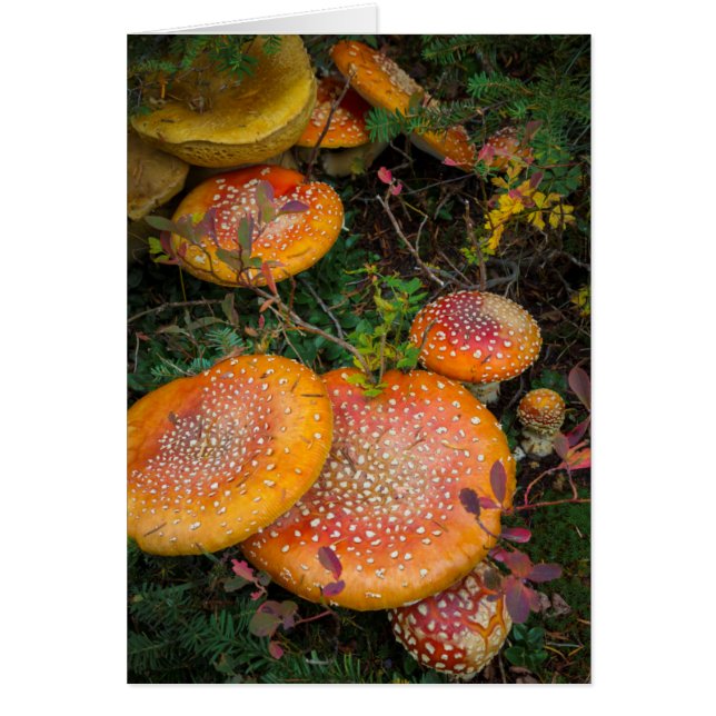 Champignons amanite tue-mouche au lac Mowich (Devant)
