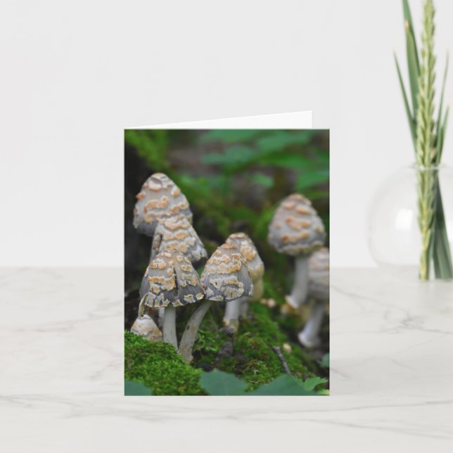 Champignons blanc carte pour notes (Devant)