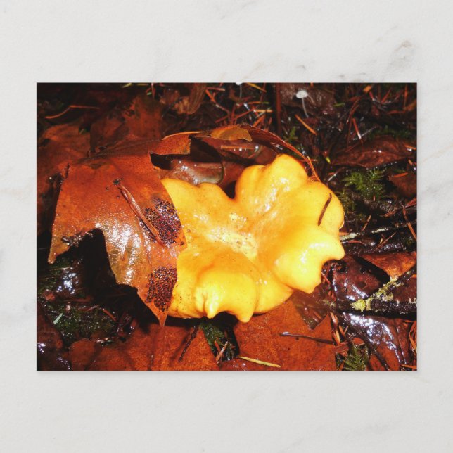 Champignons Chanterelle Dans La Pluie Carte Postal (Devant)