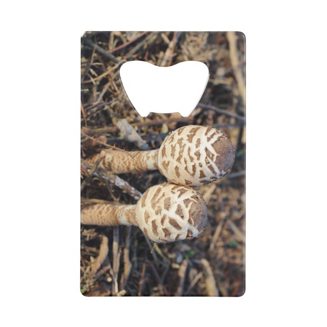 Champignons communs de parasol (Devant)
