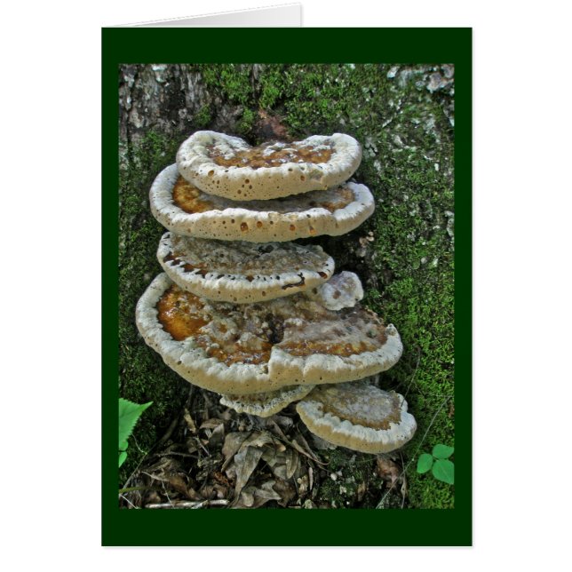 Champignons de plateau sur souche (Devant)