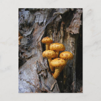 Champignons d'or ~ carte postale