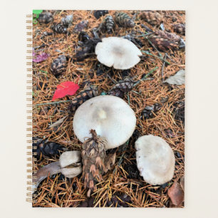 Champignons et cônes de pin