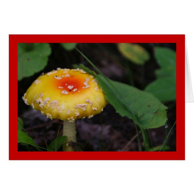 Champignons jaunes Extraordinaires (Devant horizontal)
