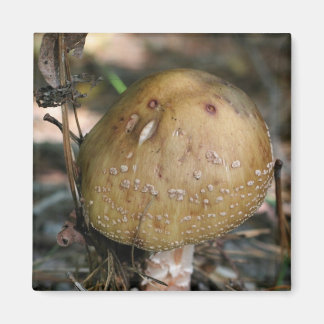Champignons sauvages Nature Magnet Photo