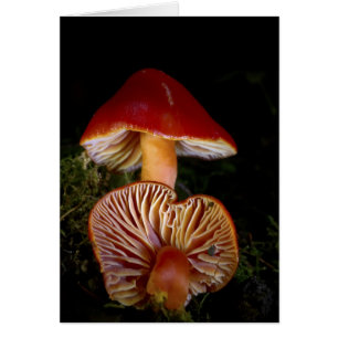 Champignons Scarlet Waxcap