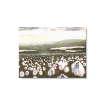Champs de coton arctique : toile standard d'impres