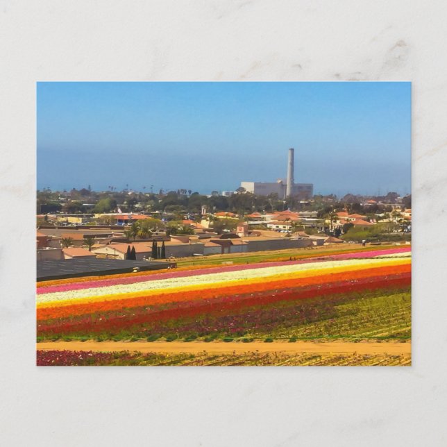 Champs de fleurs de cartes postales Carlsbad, CA (Devant)