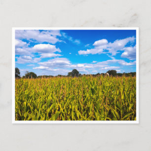 Champs de maïs sous ciel bleu - carte postale phot