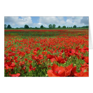 Champs de pavot
