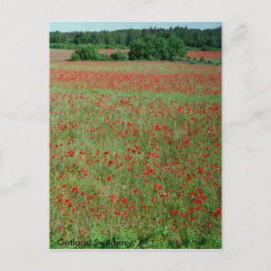 Champs de Poppie de carte postale de Gotland Suède