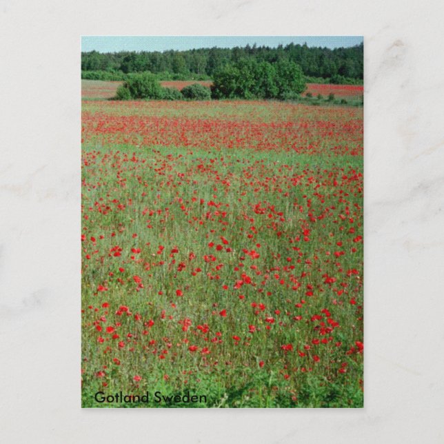Champs de Poppie de carte postale de Gotland Suède (Devant)
