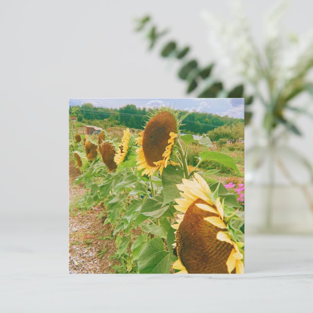 Champs de tournesol (Debout devant)