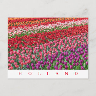 Champs de tulipes néerlandais vue carte postale