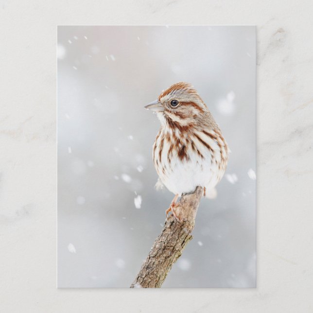 Chanson Sparrow sur la carte postale Photo Neige (Devant)