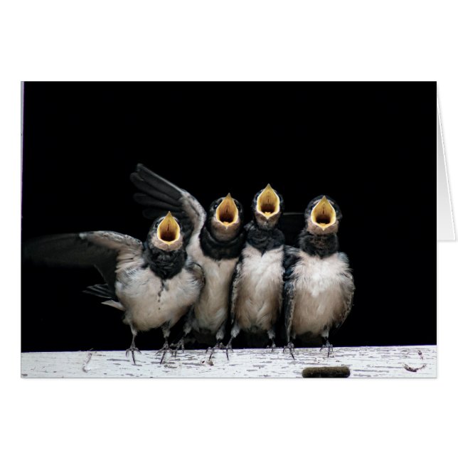 Chant d'hirondelle de grange (Devant horizontal)