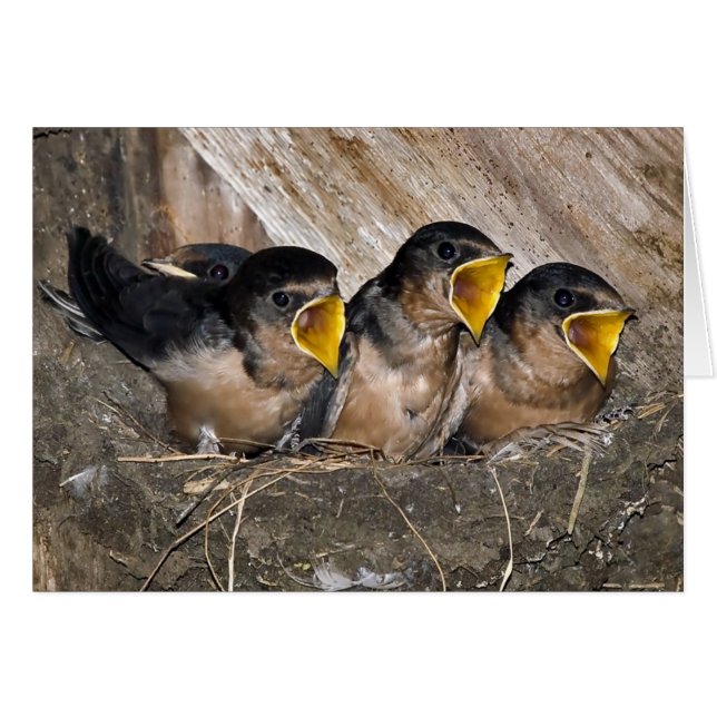 Chanter des poussins avirés - Cartes (Devant horizontal)