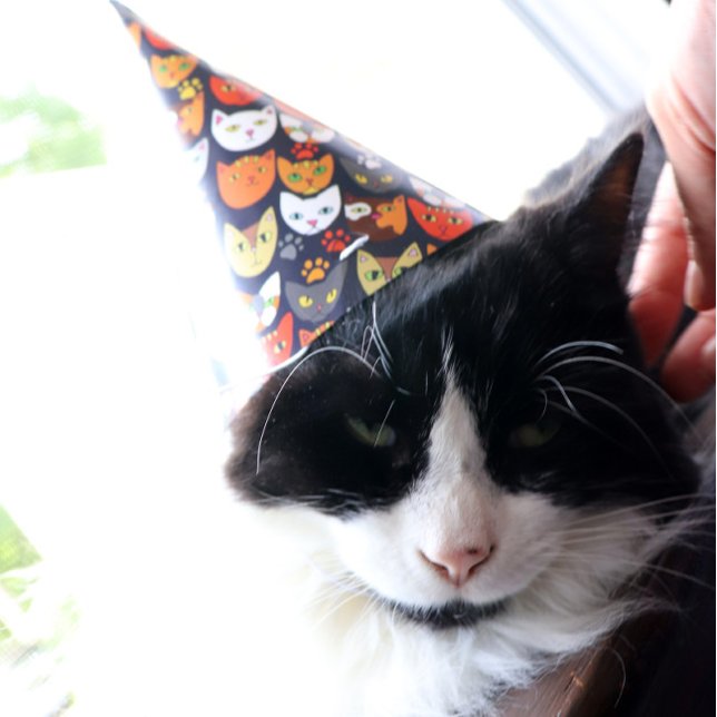 Chapeaux De Fètes Fête du chat (Créateur téléchargé)