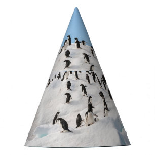 Chapeaux De Fètes Gentoo Penguin Antarctica Iceberg Playtime