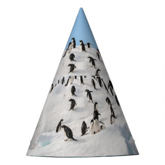 Chapeaux De Fètes Gentoo Penguin Antarctica Iceberg Playtime