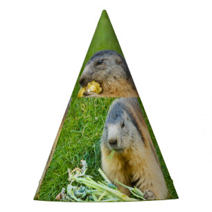 Chapeaux De Fètes une marmotte sociable avec un Party Hat