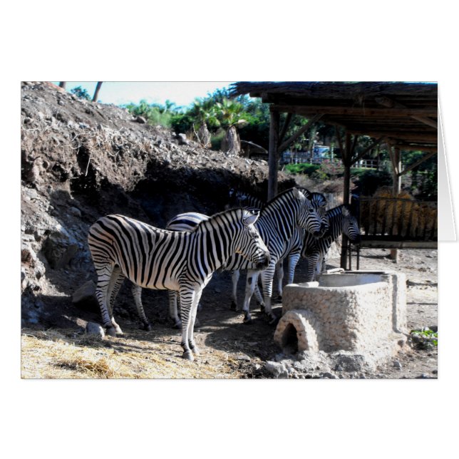Chapmans Zebras (Devant horizontal)
