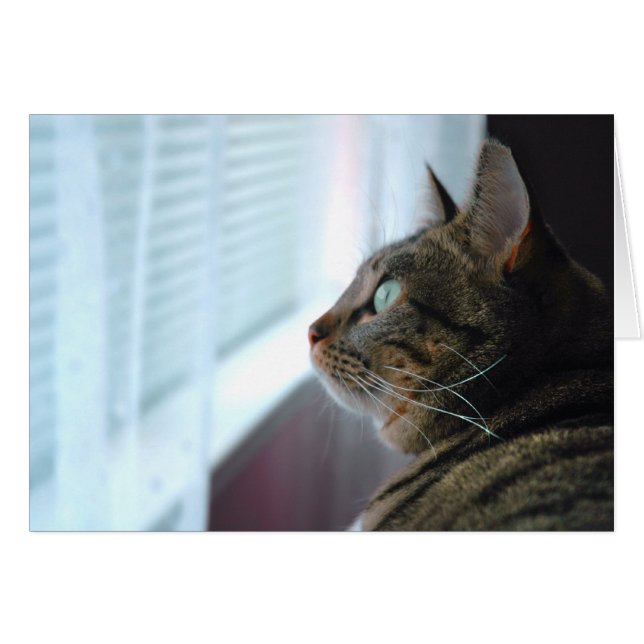 Chaque Kitty contemple dehors (Devant horizontal)