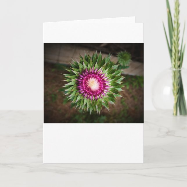 Chardon, carte (Devant)