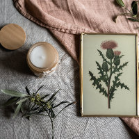 Chardon From Flowers and Ferns of America Poster