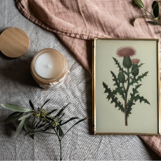 Chardon From Flowers and Ferns of America Poster (Créateur téléchargé)