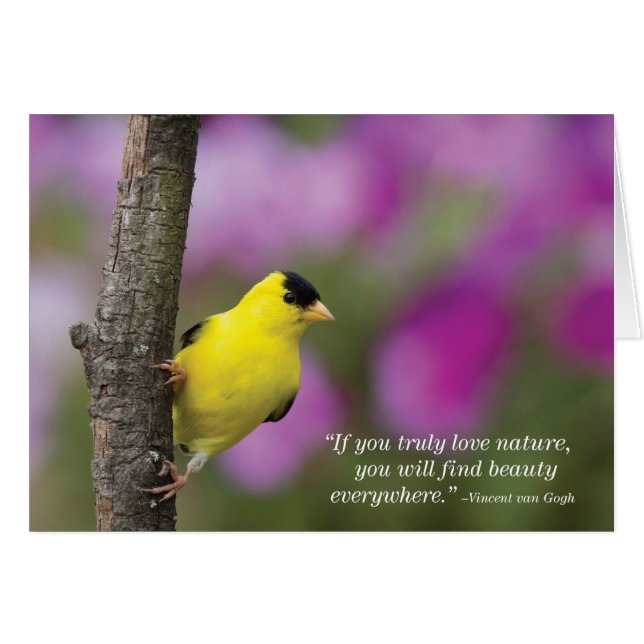 Chardonneret (Devant horizontal)