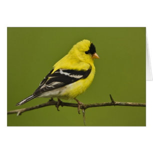 Chardonneret d'Amérique mâle en plumage nuptial,