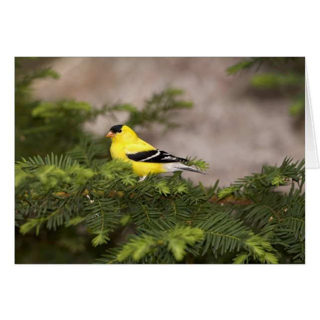 Chardonneret jaune mâle dans un arbre (Devant horizontal)
