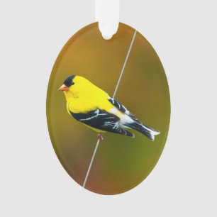 Chardonneret jaune - Photographie originale