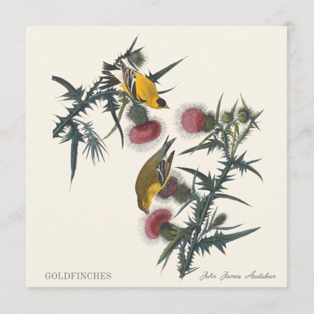 Chardonnerets de John James Audubon (Devant)