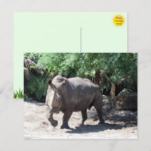 Chargement Carte postale Rhinoceros