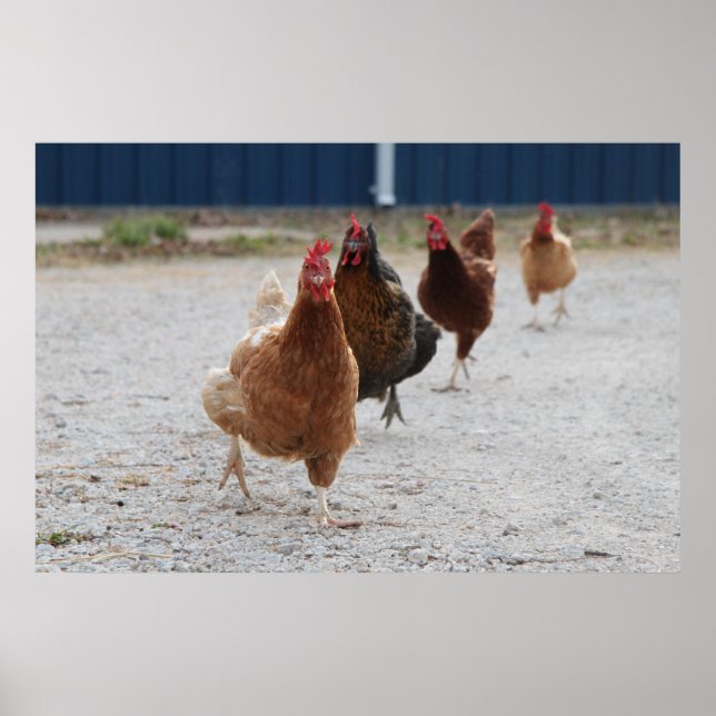 Charging Chickens Poster (Devant)