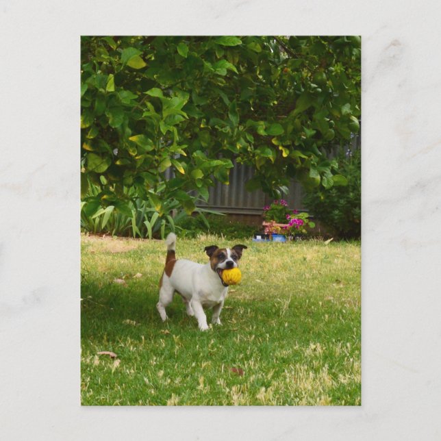 Charlie le Fox Terrier Jeu de Balle, Carte Postale (Devant)
