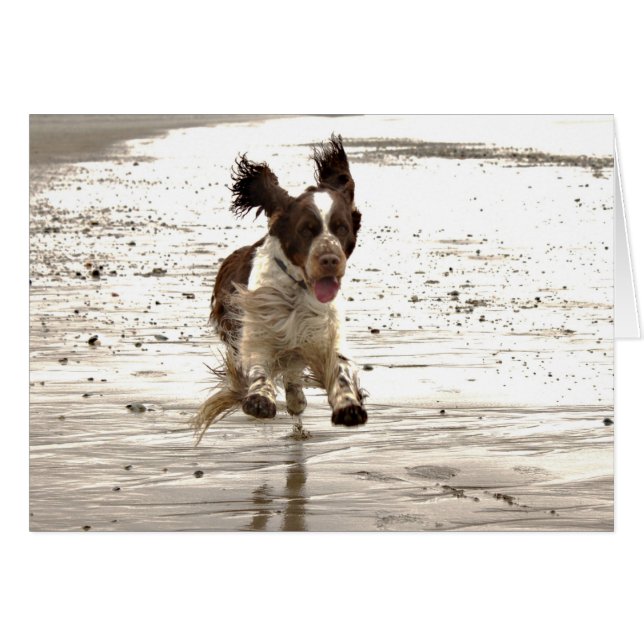 Charlie Le Springer ! (Devant horizontal)
