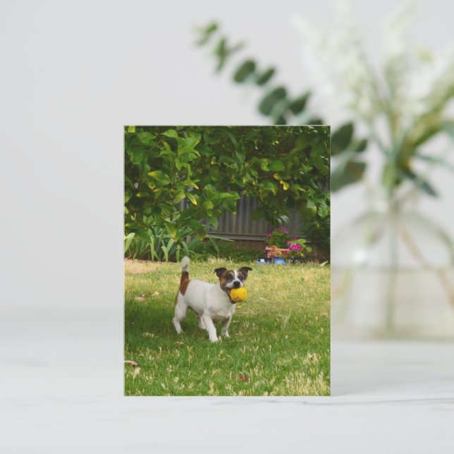 Charlie The Fox Terrier Jouer Temps, Carte Postale (Debout devant)