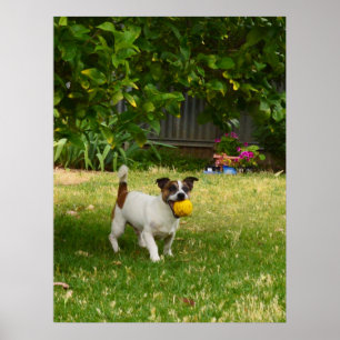 Charlie The Fox Terrier Jouer Temps, Poster