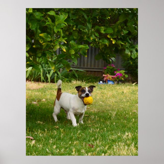 Charlie The Fox Terrier Jouer Temps, Poster (Devant)