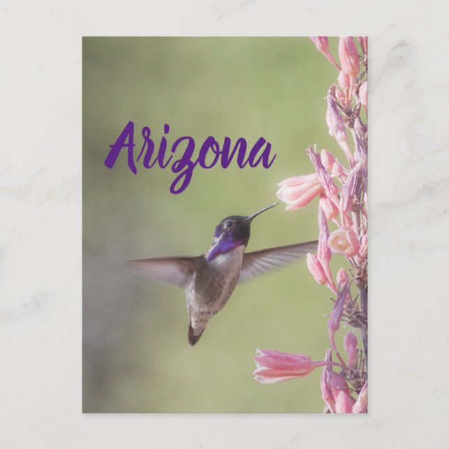 Charmante Colibri, Carte postale de l'Arizona (Devant)
