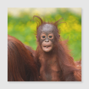 Charme bizarre d'un bébé orangoutan