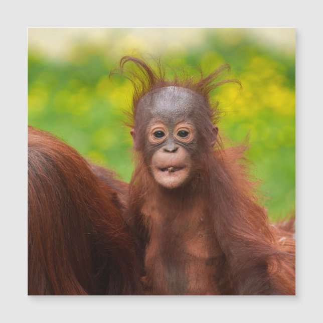 Charme bizarre d'un bébé orangoutan (Devant)