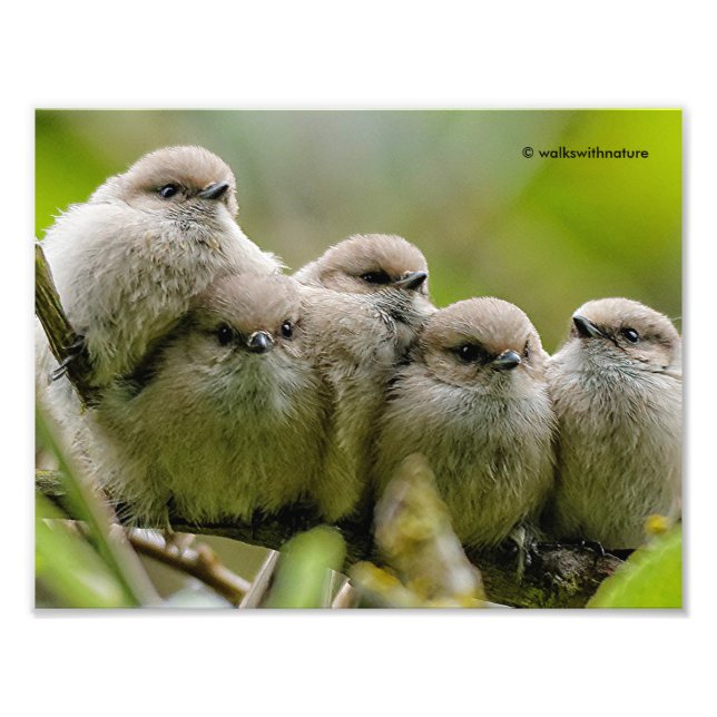 Charme de coeur Cute Bushtits Songbirds Photo de f (Devant)